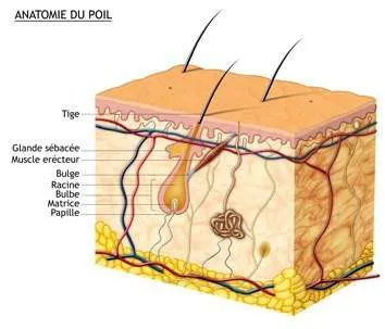 Haaranatomie