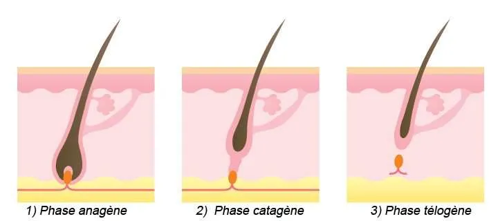 Le poil et son cycle de vie - LAZEO